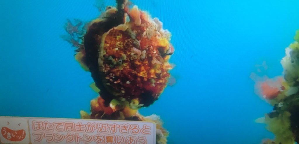 ホタテ