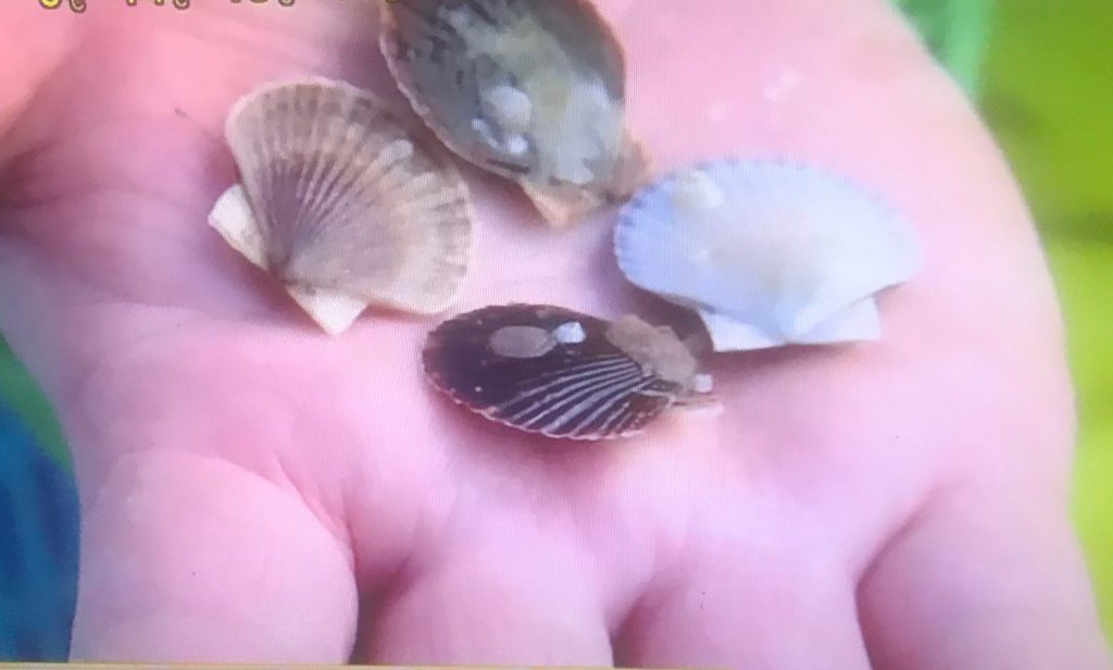 ホタテの稚貝
