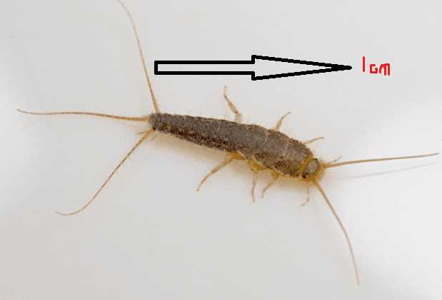 紙魚ムシとはどんな昆虫 活動時期や生態は 紙魚ムシを見つけた時の対処法をご紹介 All Day Info