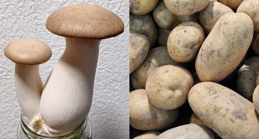 じゃがいもとエリンギ