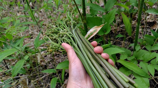 野生のわらび